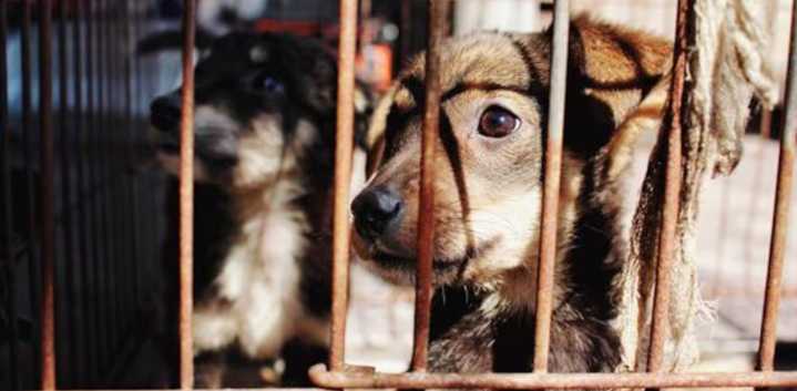 Proponen creación de registro nacional de maltratadores de animales para impedirles tener mascota o adoptar