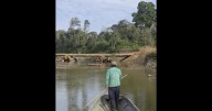 Isolated Amazon tribe seen near logging bridge site, alarming rights group