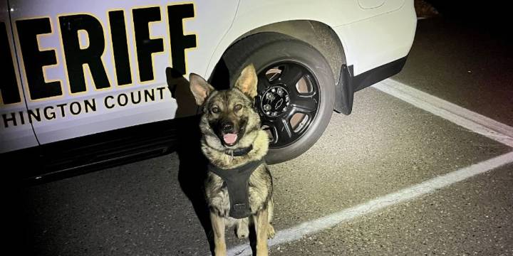 K-9 finds suspect hiding under parked car in Beaverton after pursuit