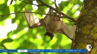 Health department offers advice on handling bats in homes