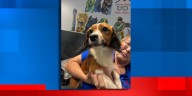 61 small dogs seized from Jackson County home