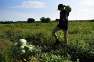 Hunger relief agency to benefit from Heifer Ranch melon fest