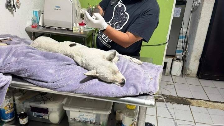Solicitará IMPA que ICATMI adopte a perro agredido por Policía Auxiliar