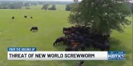From the Ground Up: Growing concern surrounding the New World Screwworm