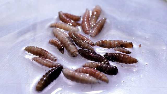 Rare human case of flesh-eating parasite New World screwworm identified in US