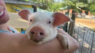 This little piggy fell off a truck in Kansas and landed at a rescue in Missouri