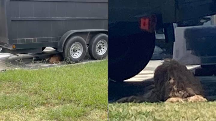 Woman Spots A Mysterious Bundle Of Fur Under Trailer And Ends Up Saving A Loving Dog In California