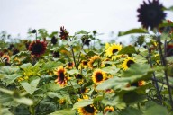 Anderson Farms: 'Mother Nature' leads to early end of sunflower season