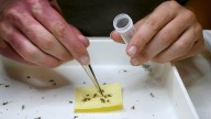 Second mosquito tests positive for West Nile virus in RI, says DEM