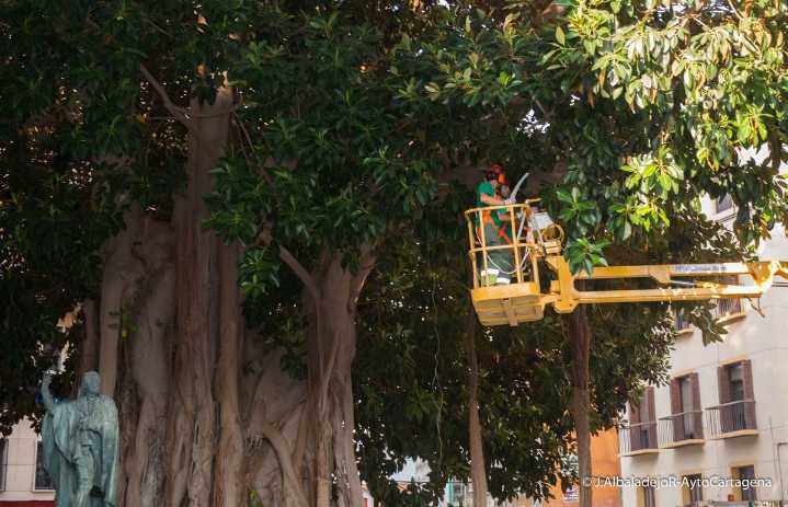 Cartagena | El Ayuntamiento de Cartagena baliza árboles de gran porte ante las altas temperaturas