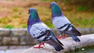 Cómo la CIA utilizó palomas durante la guerra fría para espiar a los soviéticos