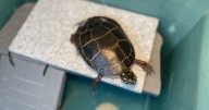 With nowhere to run, Maine wildlife face heat