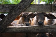 Amenaza la exportación de ganado de Yucatán