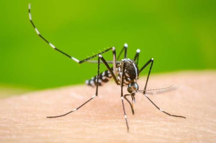 Lanzan programa piloto en Perú para reducir el dengue con un método innovador