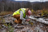 A Vermont Forest Tries a New Model of Growth, Diversity and Logging