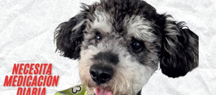 Familiares buscan a ‘Slash’, un perro de un año que necesita medicación diaria