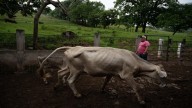 México y Estados Unidos Firman Plan Binacional para Controlar el Gusano Barrenador del Ganado