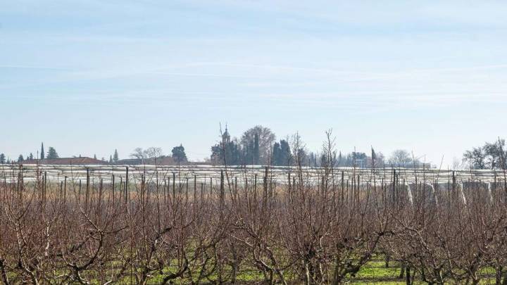 Aragón recibe 21,5 millones en indemnizaciones por daños en cultivos herbáceos