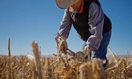 Reclama diputado Pérez Pavía recortes al campo en plena sequía; exige justicia para productores