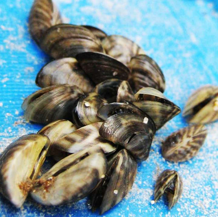 Zebra mussels confirmed in Union Lake in Douglas County