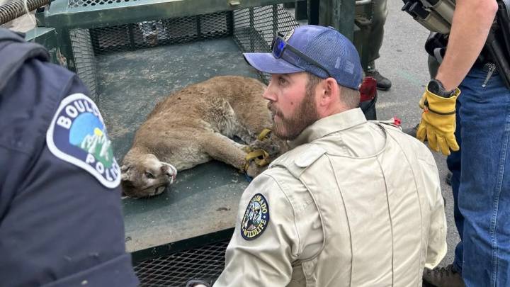 Mountain lion that killed Boulder couple’s leash dog captured, relocated