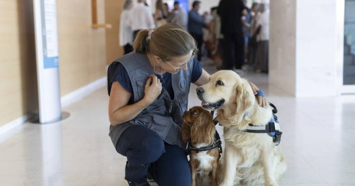 Adiós con amor: algunos tanatorios incorporan terapias con perros para humanizar el duelo