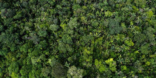 Impulsan fondo global contra tala de bosques