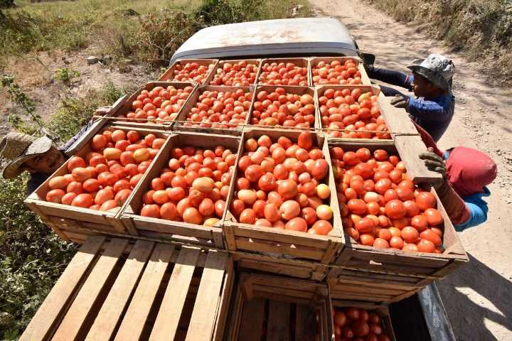 Productores de jitomate piden precio mínino para poder seguir exportando: CSP