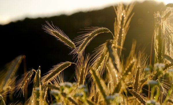 Cebada cervecera 2025/2026: no son pocos los desafíos para el cultivo en la región