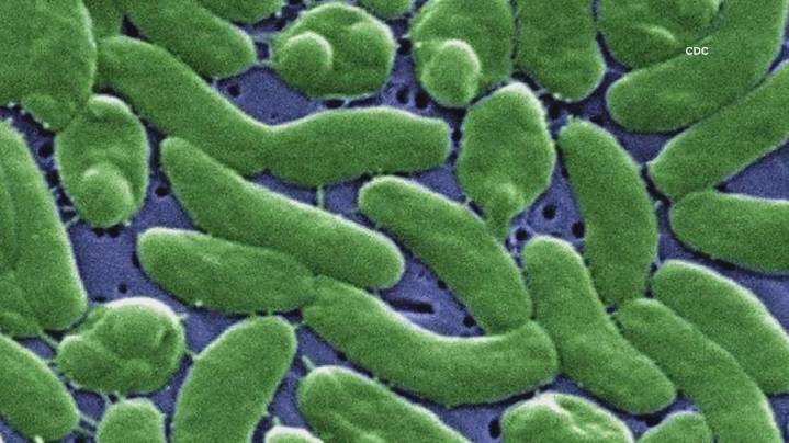 Two more dead after Louisiana oysters linked to flesh