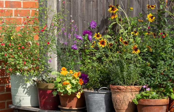 IN THE GARDEN: Helpful hints for August heat