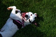 Cedar Rapids’ Jones Park is going to the dogs