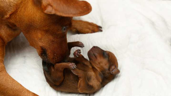 Internet Surprised by Dachshund's 'Very Rare' Pregnancy