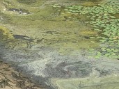 Stratford officials warn of harmful algal bloom in Brewster and Longbrook Ponds