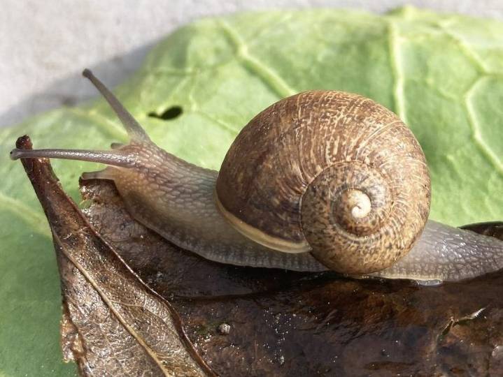 Ned the lefty snail has a 1 in 40,000 shot at a mate