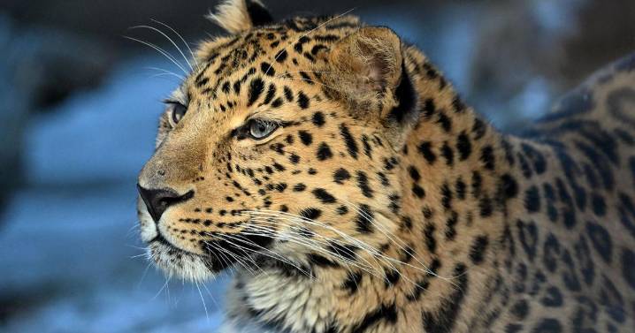 Brookfield Zoo Chicago spots a win with birth of two rare Amur leopard cubs