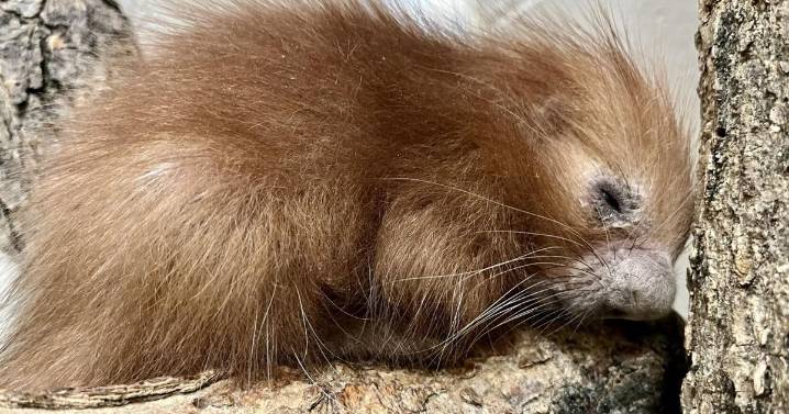 History at Lincoln Children's Zoo. First baby porcupine is born.