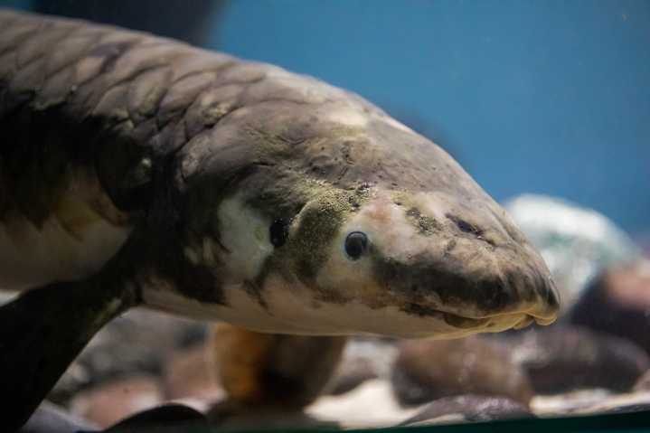 Meet Methuselah, Cal Academy’s Cranky, 100
