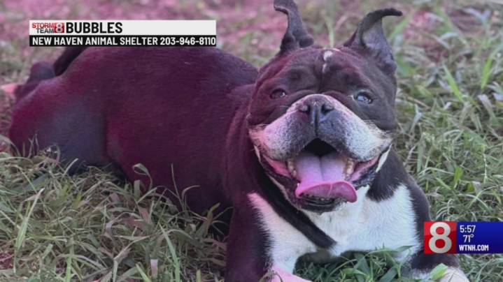 Pet of the Week: Bubbles