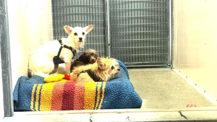 Nearly 100 dogs rescued from a Salt Lake City home