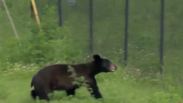 Opponents plan to thwart bear hunt in Florida