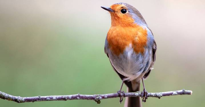 Gardeners should put one thing in their gardens for robins in aid of fledgling season