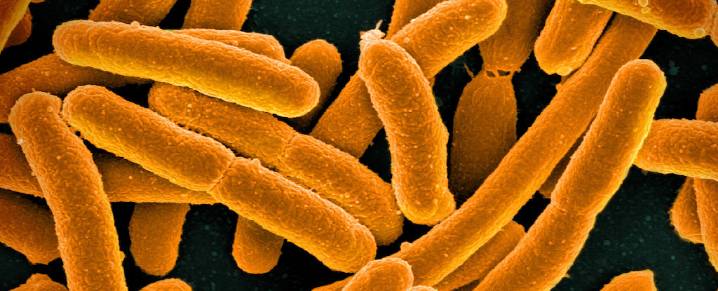Scientists Have Just Created The Most Synthetic Life Form Ever