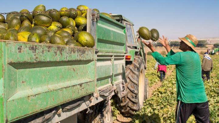 Cae el precio de los melones y sandías producidos en la Región