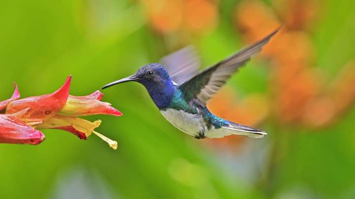 The Long-Blooming Ground Cover That'll Keep Hummingbirds Coming Back To Your Garden