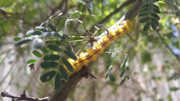 Buscan conocer el comportamiento y aporte nutrimental de larva cuchamá en Tehuacán