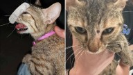 Kerrville police investigate pellet gun shooting of cat at RV park