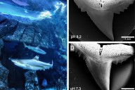 Sharks' Teeth to Dissolve in Future Oceans