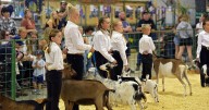 Results from the Northwest Montana Fair