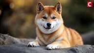 Shiba Inu Exchange Supply Drop Hints SHIB Price Rally Ahead